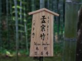 20130808-IMG 1648 : Arashiyama, Bamboo Grove, Japan, Kyoto, Shrine, Temple