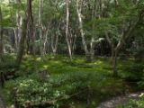20130808-IMG 1686 : Arashiyama, Bamboo Grove, Japan, Kyoto, Shrine, Temple