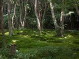 20130808-IMG 1687 : Arashiyama, Bamboo Grove, Japan, Kyoto, Shrine, Temple