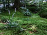 20130808-IMG 1689 : Arashiyama, Bamboo Grove, Japan, Kyoto, Shrine, Temple