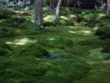 20130808-IMG 1692 : Arashiyama, Bamboo Grove, Japan, Kyoto, Shrine, Temple