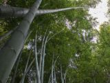 20130808-IMG 1715 : Arashiyama, Bamboo Grove, Japan, Kyoto, Shrine, Temple