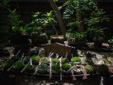 20130808-IMG 1719 : Arashiyama, Bamboo Grove, Japan, Kyoto, Shrine, Temple