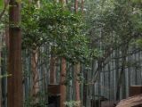 20130808-IMG 1833 : Arashiyama, Bamboo Grove, Japan, Kyoto, Shrine, Temple