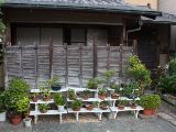 20130808-IMG 1864 : Arashiyama, Bamboo Grove, Japan, Kyoto, Shrine, Temple