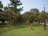 20130810-IMG 2216 : Deers, Japan, Lanterns, Nara, Shrine, Temple