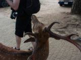 20130810-IMG 2425 : Deers, Japan, Lanterns, Nara, Shrine, Temple