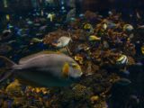 20130812-IMG 2719 : Japan, Osaka, Osaka Aquarium