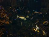 20130812-IMG 2728 : Japan, Osaka, Osaka Aquarium