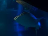 20130812-IMG 2746 : Japan, Osaka, Osaka Aquarium