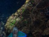 20130812-IMG 2789 : Japan, Osaka, Osaka Aquarium