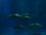 20130812-IMG 2811 : Japan, Osaka, Osaka Aquarium