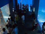 20130812-IMG 2812 : Japan, Osaka, Osaka Aquarium