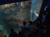 20130812-IMG 2815 : Japan, Osaka, Osaka Aquarium