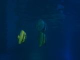 20130812-IMG 2825 : Japan, Osaka, Osaka Aquarium