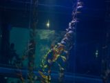 20130812-IMG 2831 : Japan, Osaka, Osaka Aquarium