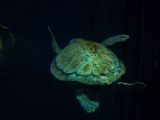 20130812-IMG 2898 : Japan, Osaka, Osaka Aquarium