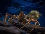 20130812-IMG 2932 : Japan, Osaka, Osaka Aquarium