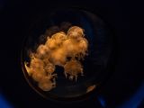 20130812-IMG 2977 : Japan, Osaka, Osaka Aquarium