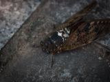 20130813-IMG 3146 : Hiroshima, Japan