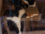 20130816-IMG 3611 : Japan, Kishi Station, Tama & Nitama Cat