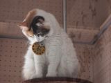 20130816-IMG 3675 : Japan, Kishi Station, Tama & Nitama Cat