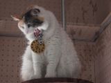 20130816-IMG 3676 : Japan, Kishi Station, Tama & Nitama Cat