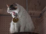 20130816-IMG 3677 : Japan, Kishi Station, Tama & Nitama Cat