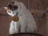 20130816-IMG 3679 : Japan, Kishi Station, Tama & Nitama Cat
