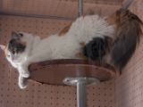 20130816-IMG 3684 : Japan, Kishi Station, Tama & Nitama Cat