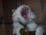 20130816-IMG 3693 : Japan, Kishi Station, Tama & Nitama Cat