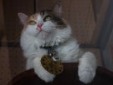 20130816-IMG 3694 : Japan, Kishi Station, Tama & Nitama Cat