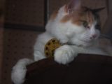 20130816-IMG 3697 : Japan, Kishi Station, Tama & Nitama Cat