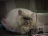 20130817-IMG 3803 : Japan, Tokyo