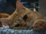 20130817-IMG 3808 : Japan, Tokyo