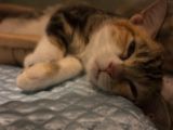 20130817-IMG 3810 : Japan, Tokyo
