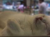20130817-IMG 3812 : Japan, Tokyo