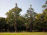 20130818-IMG 4124 : Japan, Tokyo