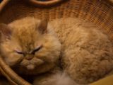 20130821-IMG 4628 : Japan, Tokyo