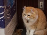 20130821-IMG 4771 : Japan, Tokyo
