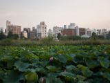 20130822-IMG 4954 : Japan, Tokyo