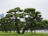 20130824-IMG 5213 : Japan, Tokyo