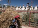20150914-IMG 0238 : Ladakh, Shey, Tikhe