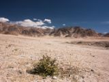 20150914-IMG 0427 : Ladakh, Shey, Tikhe