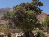 IMG 0066 : Ladakh