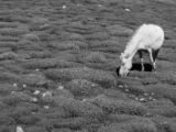 IMG 0099 : Ladakh