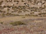 IMG 0146 : Ladakh