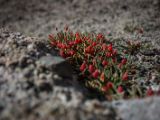 IMG 0197 : Ladakh