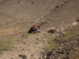 IMG 0210 : Ladakh