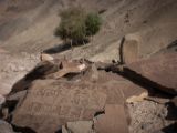 IMG 0229 : Ladakh